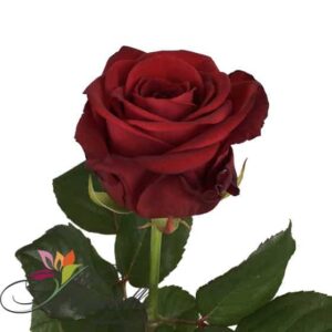 Հոլանդական վարդ Red Naomi