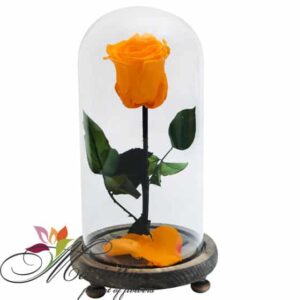 Անթառամ վարդ 5050-1