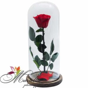 Անթառամ վարդ 5012