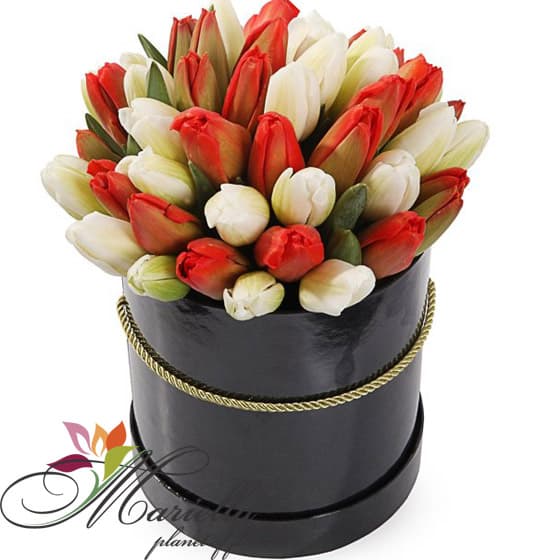 Arrangement 0255