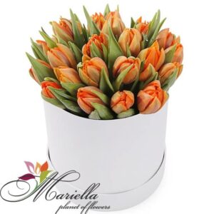 Կոմպոզիցիա 0256