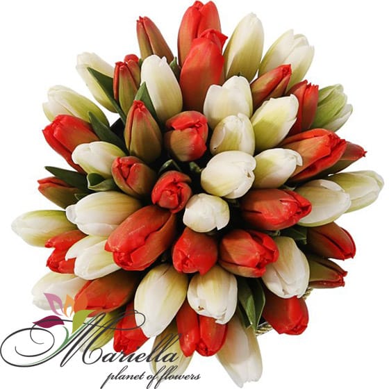 Arrangement 0255