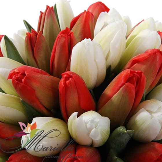 Arrangement 0255
